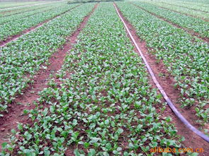 湛江市伯倫高新科技新鮮蔬菜產品列表與零售指南